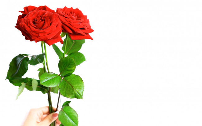 Обои картинки фото цветы, розы, красные, рука