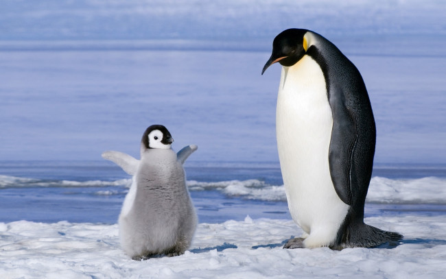 Обои картинки фото животные, пингвины, лед, вода