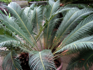 Картинка природа листья кадка пальма