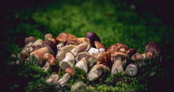 Картинка еда грибы +грибные+блюда трава мох свежие лесные