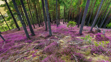 Картинка природа лес сосны вереск