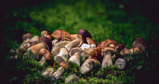 Обои картинки фото еда, грибы,  грибные блюда, трава, мох, свежие, лесные