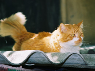 Картинка рыжий кот животные коты