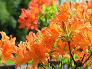 Картинка цветы рододендроны азалии оранжевый
