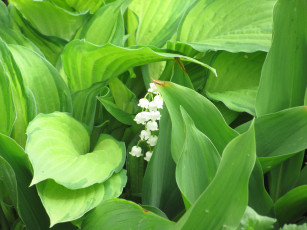 Картинка цветы ландыши весна май зеленый белый