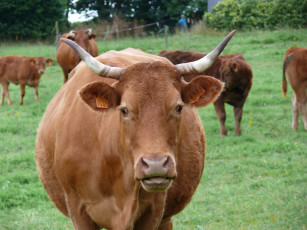 Картинка животные коровы буйволы взгляд рога