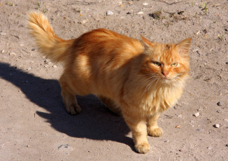 Картинка животные коты рыжик