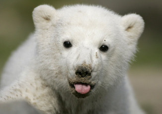 Картинка животные медведи белый медвежонок язык