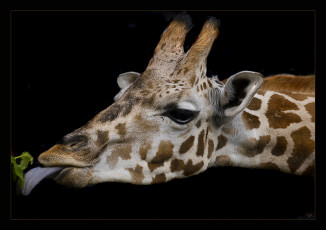 Картинка животные жирафы жираф листочек