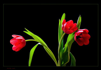 Картинка цветы тюльпаны фон темный