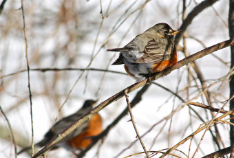 Картинка american robin животные зарянки малиновки дрозд