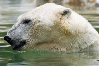 Картинка животные медведи белый медведь polar bear