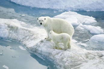 Картинка животные медведи льдины медведица медвежонок polar bears белые