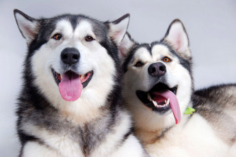 Картинка животные собаки лайки пара язык