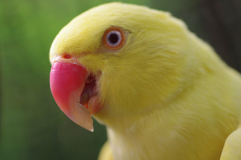 Картинка животные попугаи голова