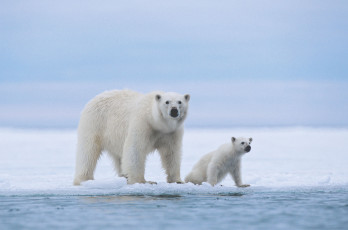 Картинка животные медведи белые медведица медвежонок polar bears