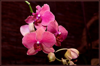 Картинка цветы орхидеи темный мрасный