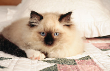 Картинка животные коты котёнок сиамский голубоглазый