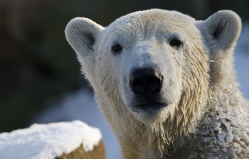 Картинка животные медведи белый медведь polar bear взгляд