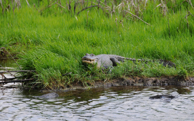 Обои картинки фото животные, крокодилы, трава, вода, крокодил