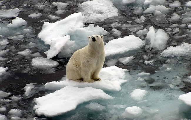 Обои картинки фото животные, медведи, белый, медведь, polar, bear, льдины, на, льдине