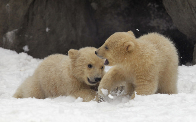 Обои картинки фото животные, медведи, игра, снег, белые, медвежата