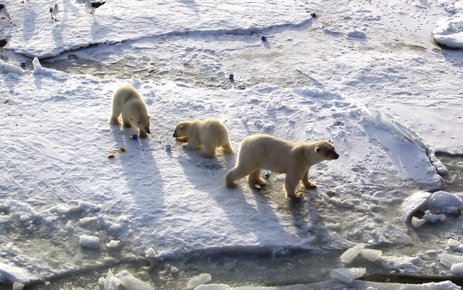 Обои картинки фото животные, медведи, медвежата, белые, polar, bears, арктика, медведица