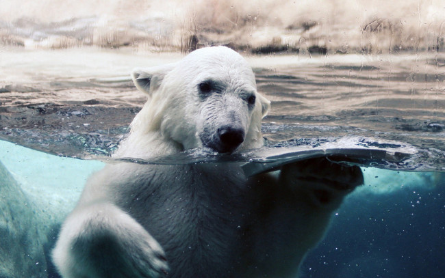 Обои картинки фото животные, медведи, polar, bear, белый, медведь