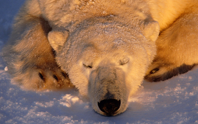Обои картинки фото животные, медведи, спящий, медведь, polar, bear, белый