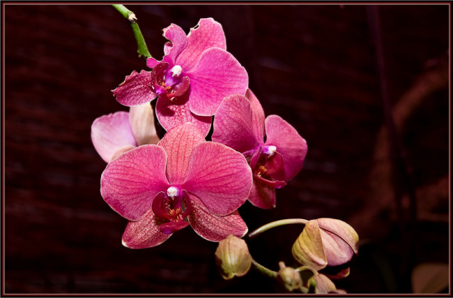 Обои картинки фото цветы, орхидеи, темный, мрасный
