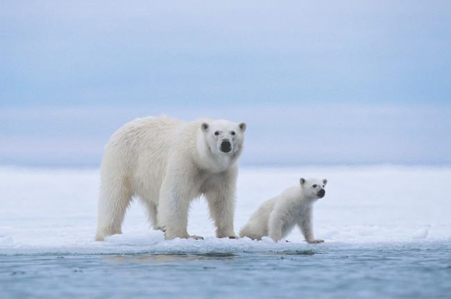 Обои картинки фото животные, медведи, белые, медведица, медвежонок, polar, bears