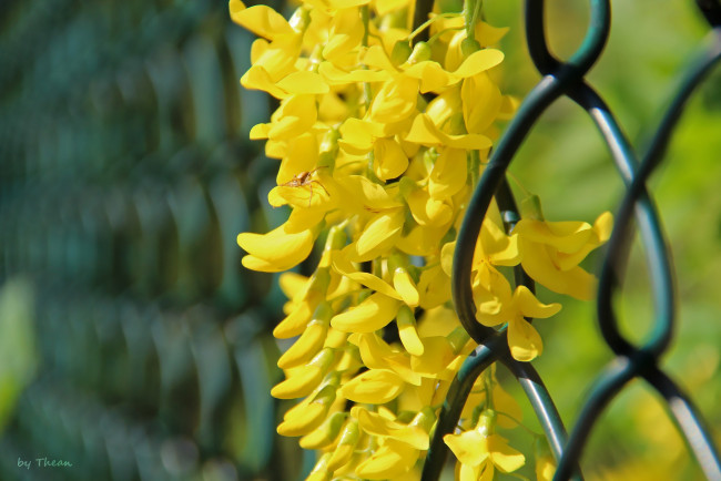 Обои картинки фото автор, thean, цветы, глициния, желтый, жёлтая, акация