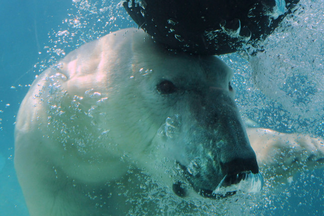 Обои картинки фото животные, медведи, polar, bear, медведь, под, водой, белый