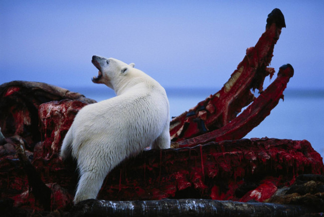 Обои картинки фото животные, медведи, белый, медведь, polar, bear, туша, кита