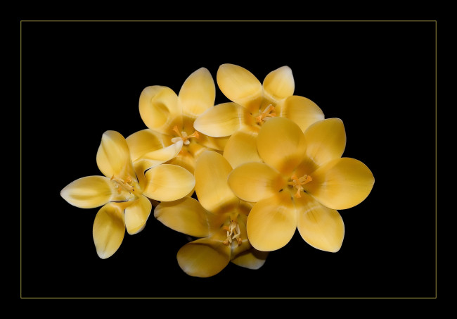 Обои картинки фото цветы, тюльпаны, фон, темный, желтый