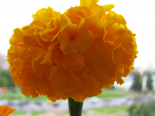 Картинка цветы бархатцы макро
