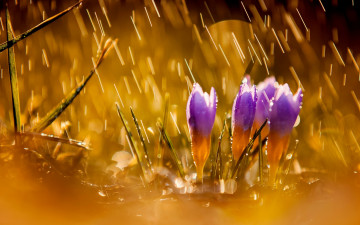 Картинка цветы крокусы природа дождь