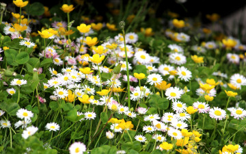 Картинка цветы луговые+ полевые +цветы лето природа луг ромашки лютики