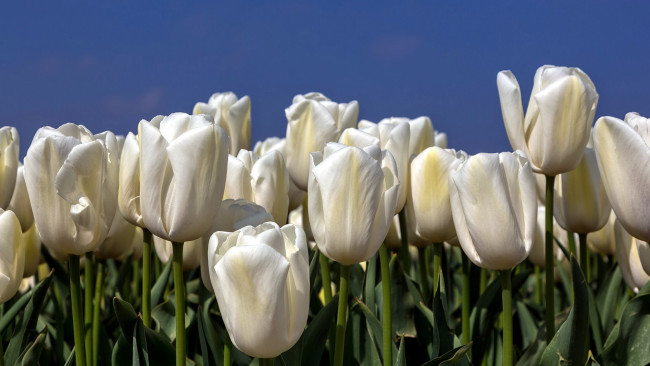 Обои картинки фото цветы, тюльпаны, природа
