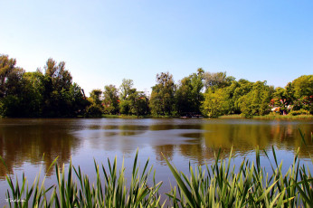 Картинка природа реки озера камыши деревья вода