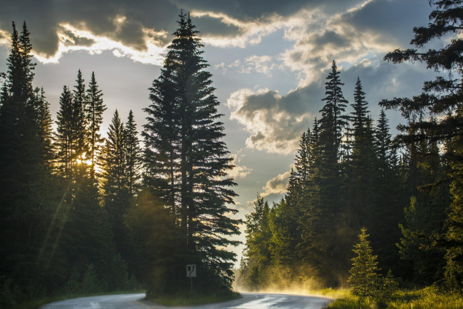 Обои картинки фото природа, дороги, дорога, закат, елки
