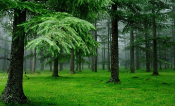 Картинка природа лес утро туман деревья трава ели