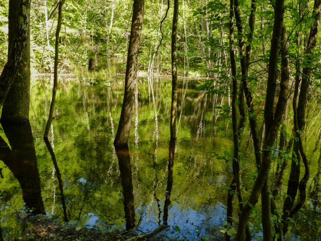 Обои картинки фото природа, лес, вода, деревья
