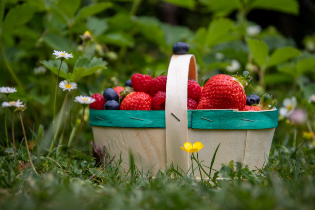 Обои картинки фото еда, фрукты,  ягоды, корзина, клубника, красный, малина, черника, природа