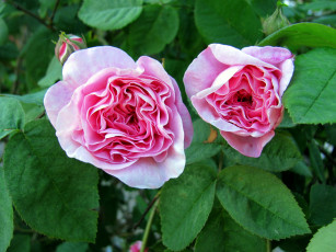 Картинка цветы розы розовые дуэт