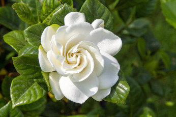 Картинка цветы гардения белая макро