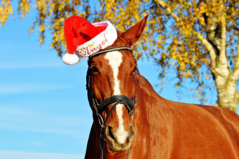 Картинка животные лошади конь рыжий шапка дерево