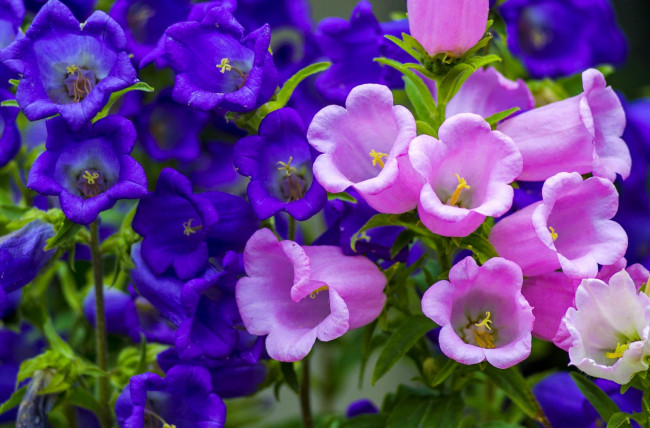 Обои картинки фото цветы, колокольчики, розовые, синие
