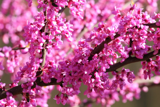 Обои картинки фото цветы, цветущие деревья ,  кустарники, весна, цветущий, куст, розовый
