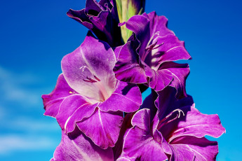 Картинка цветы гладиолусы лиловый гладиолус макро